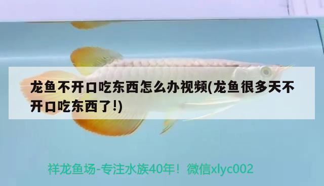 龍魚不開口吃東西怎么辦視頻(龍魚很多天不開口吃東西了!) 噴點菠蘿魚