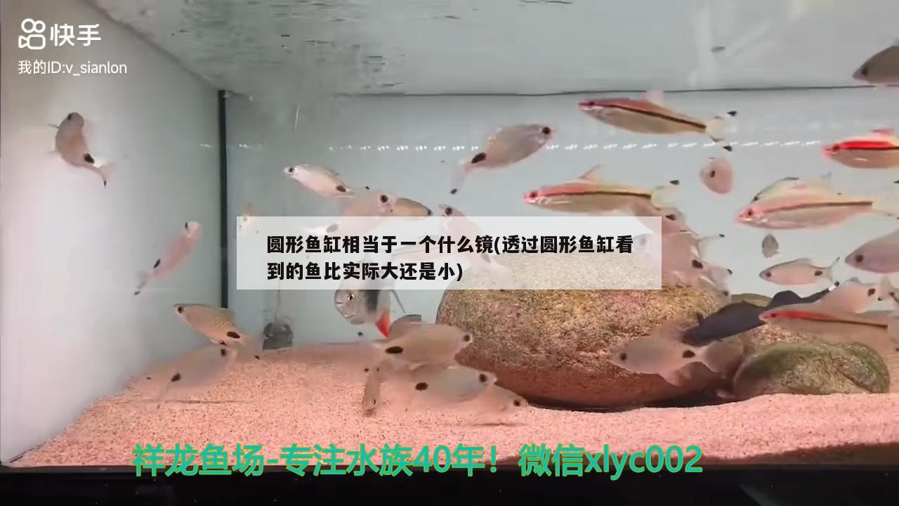 圓形魚缸相當于一個什么鏡(透過圓形魚缸看到的魚比實際大還是小)