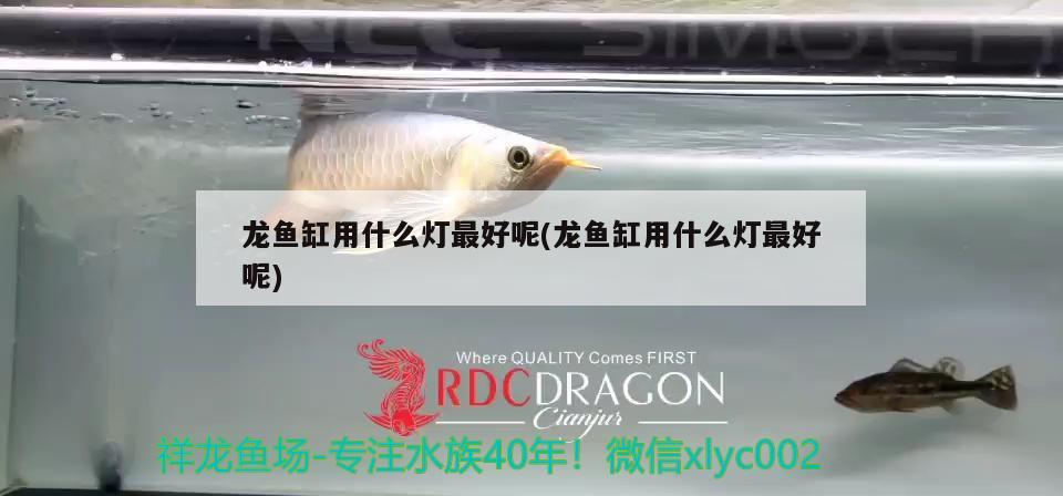 龍魚缸用什么燈最好呢(龍魚缸用什么燈最好呢) 玫瑰銀版魚