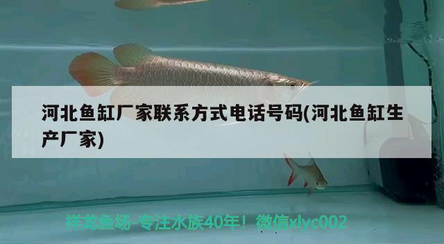 河北魚缸廠家聯(lián)系方式電話號(hào)碼(河北魚缸生產(chǎn)廠家) 大日玉鯖魚