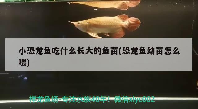 小恐龍魚吃什么長大的魚苗(恐龍魚幼苗怎么喂) 水族用品