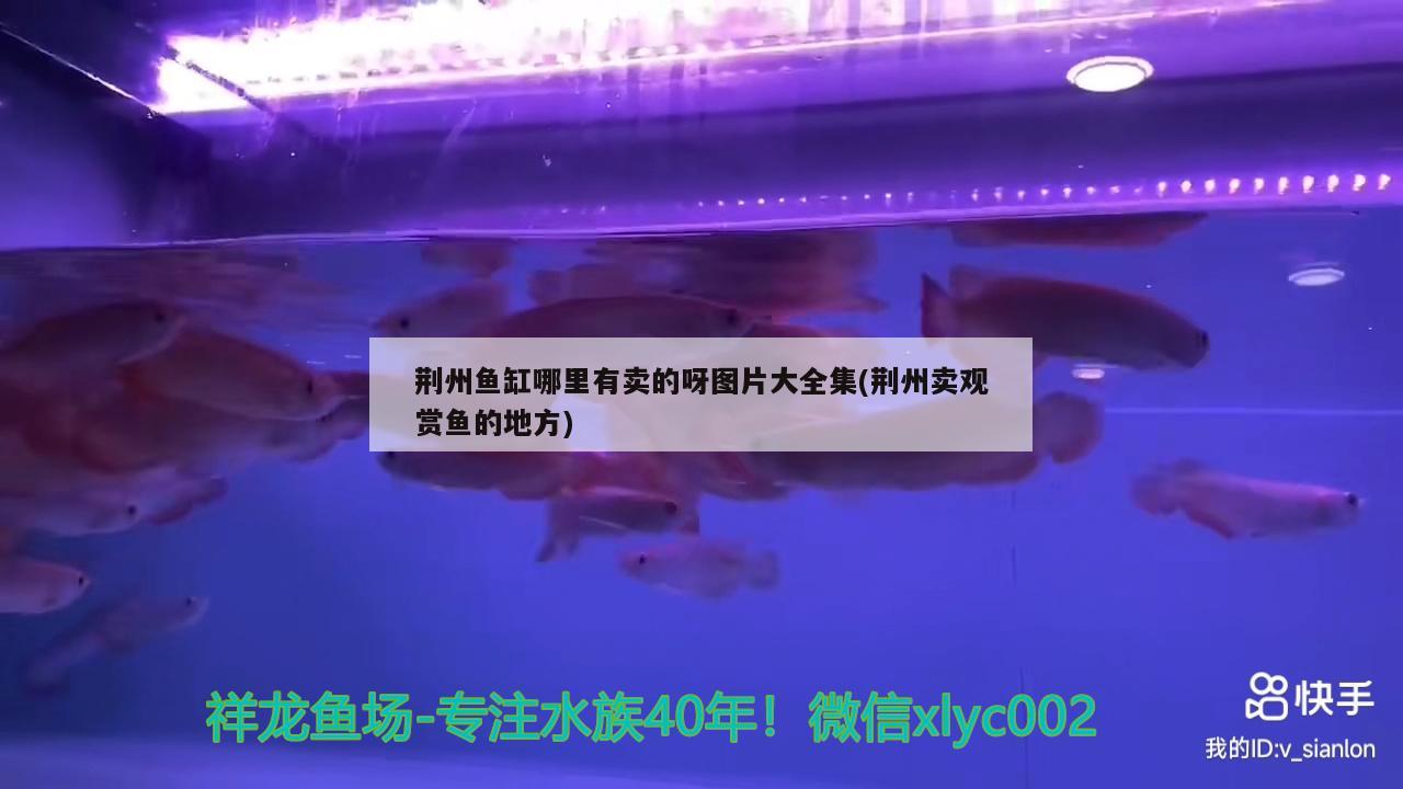 荊州魚(yú)缸哪里有賣(mài)的呀圖片大全集(荊州賣(mài)觀賞魚(yú)的地方)