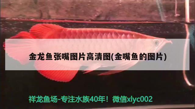 金龍魚張嘴圖片高清圖(金嘴魚的圖片)