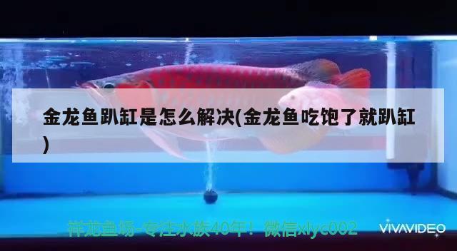 金龍魚趴缸是怎么解決(金龍魚吃飽了就趴缸) 黑桃A魚