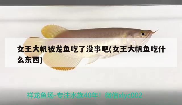 女王大帆被龍魚吃了沒事吧(女王大帆魚吃什么東西) 女王大帆魚