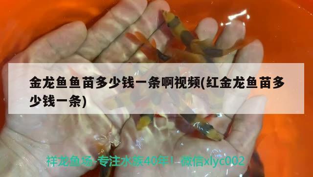 金龍魚魚苗多少錢一條啊視頻(紅金龍魚苗多少錢一條)