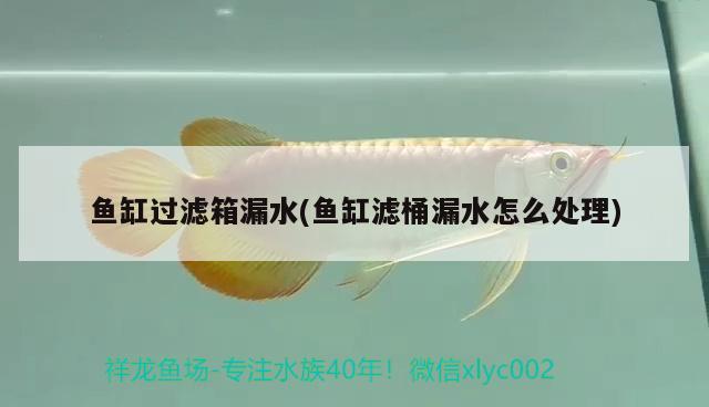 魚(yú)缸過(guò)濾箱漏水(魚(yú)缸濾桶漏水怎么處理) 朱巴利魚(yú) 第2張