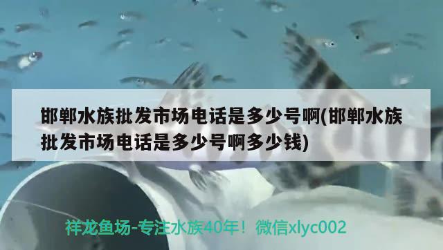 邯鄲水族批發(fā)市場電話是多少號啊(邯鄲水族批發(fā)市場電話是多少號啊多少錢) 觀賞魚水族批發(fā)市場