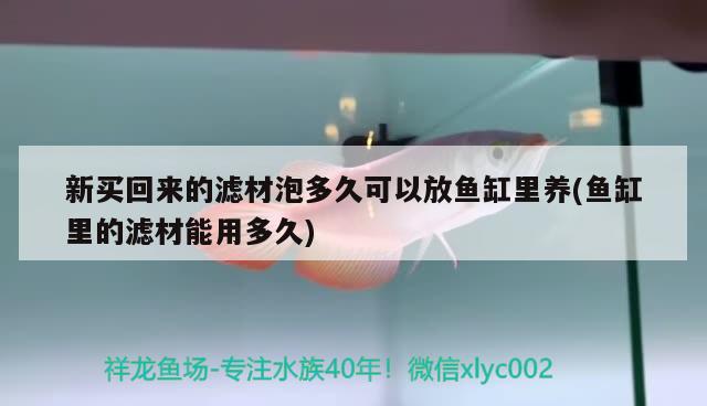 新買回來的濾材泡多久可以放魚缸里養(yǎng)(魚缸里的濾材能用多久) 戰(zhàn)車紅龍魚