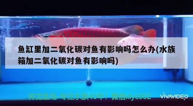 魚(yú)缸里加二氧化碳對(duì)魚(yú)有影響嗎怎么辦(水族箱加二氧化碳對(duì)魚(yú)有影響嗎) 二氧化碳設(shè)備