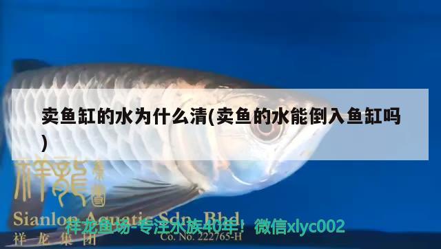 賣魚缸的水為什么清(賣魚的水能倒入魚缸嗎) 暹羅巨鯉