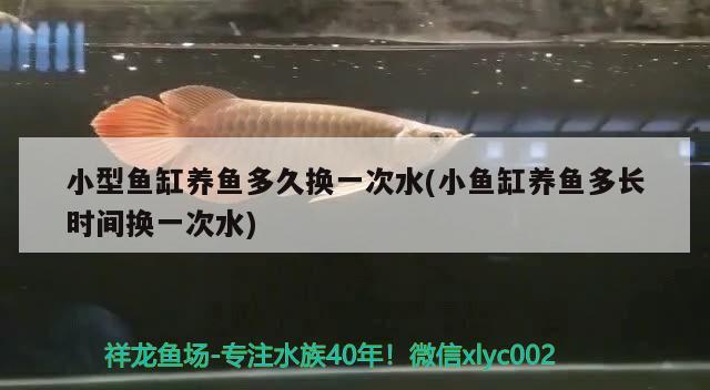 小型魚缸養(yǎng)魚多久換一次水(小魚缸養(yǎng)魚多長時間換一次水) 金龍魚糧