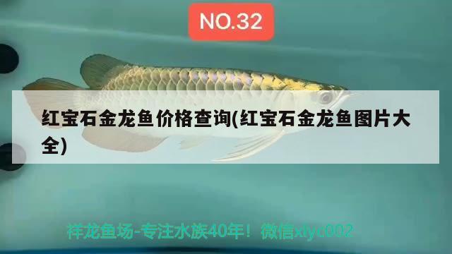 紅寶石金龍魚(yú)價(jià)格查詢(xún)(紅寶石金龍魚(yú)圖片大全) 金三間魚(yú)