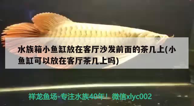 水族箱小魚缸放在客廳沙發(fā)前面的茶幾上(小魚缸可以放在客廳茶幾上嗎)