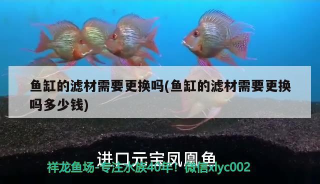 魚缸的濾材需要更換嗎(魚缸的濾材需要更換嗎多少錢) 二氧化碳設(shè)備