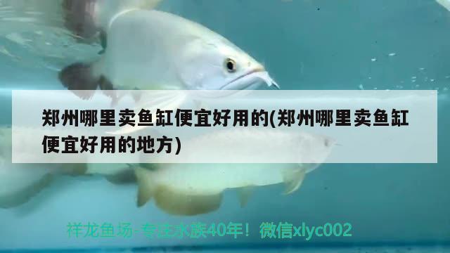 鄭州哪里賣魚缸便宜好用的(鄭州哪里賣魚缸便宜好用的地方) 祥龍水族醫(yī)院