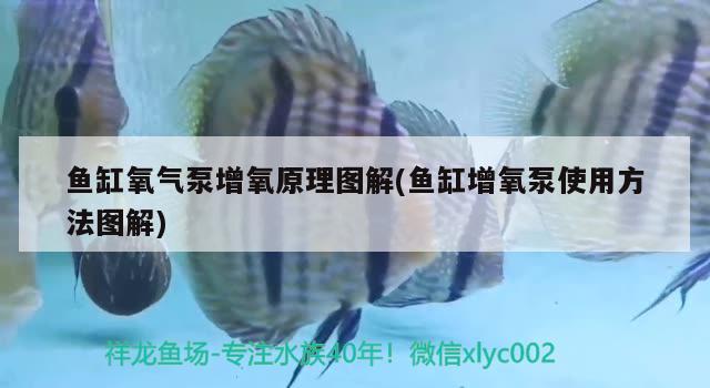 魚(yú)缸氧氣泵增氧原理圖解(魚(yú)缸增氧泵使用方法圖解) 潛水艇魚(yú)