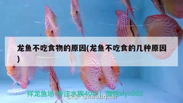 龍魚不吃食物的原因(龍魚不吃食的幾種原因) 白子紅龍魚