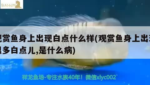 觀賞魚(yú)身上出現(xiàn)白點(diǎn)什么樣(觀賞魚(yú)身上出現(xiàn)很多白點(diǎn)兒,是什么病) 黑白雙星魚(yú)