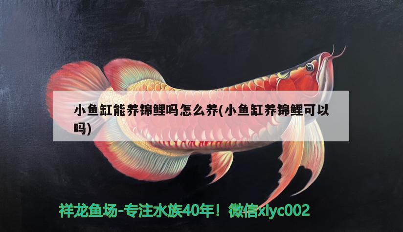 小魚缸能養(yǎng)錦鯉嗎怎么養(yǎng)(小魚缸養(yǎng)錦鯉可以嗎)