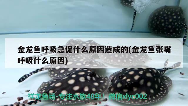 金龍魚呼吸急促什么原因造成的(金龍魚張嘴呼吸什么原因) 祥龍水族濾材/器材