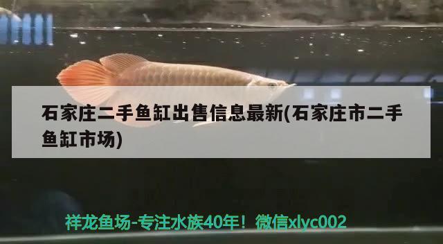 石家莊二手魚缸出售信息最新(石家莊市二手魚缸市場(chǎng)) 夢(mèng)幻雷龍魚