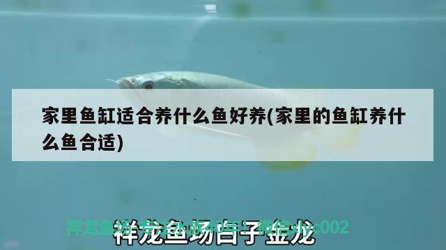 家里魚缸適合養(yǎng)什么魚好養(yǎng)(家里的魚缸養(yǎng)什么魚合適) 過背金龍魚