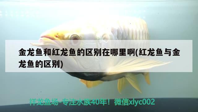 金龍魚和紅龍魚的區(qū)別在哪里啊(紅龍魚與金龍魚的區(qū)別) 狗仔招財貓魚