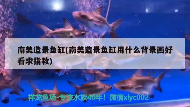 南美造景魚缸(南美造景魚缸用什么背景畫好看求指教) 熱帶魚魚苗批發(fā)