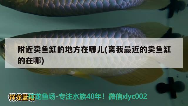 附近賣魚缸的地方在哪兒(離我最近的賣魚缸的在哪) 白子銀版魚苗