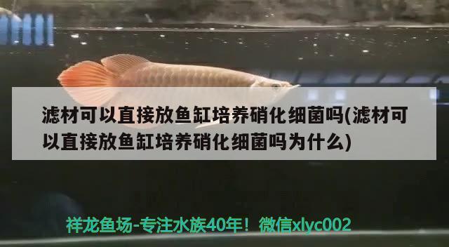 濾材可以直接放魚(yú)缸培養(yǎng)硝化細(xì)菌嗎(濾材可以直接放魚(yú)缸培養(yǎng)硝化細(xì)菌嗎為什么) 硝化細(xì)菌