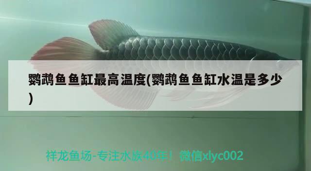 鸚鵡魚(yú)魚(yú)缸最高溫度(鸚鵡魚(yú)魚(yú)缸水溫是多少) 鸚鵡魚(yú)