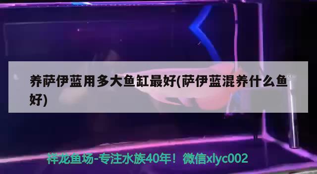 養(yǎng)薩伊藍(lán)用多大魚(yú)缸最好(薩伊藍(lán)混養(yǎng)什么魚(yú)好)