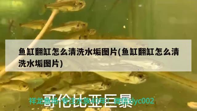 魚缸翻缸怎么清洗水垢圖片(魚缸翻缸怎么清洗水垢圖片) 細線銀板魚苗