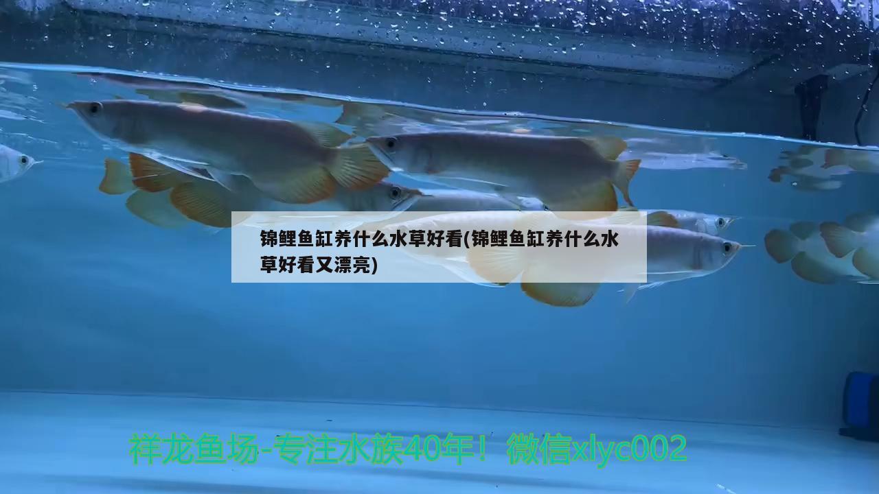 錦鯉魚缸養(yǎng)什么水草好看(錦鯉魚缸養(yǎng)什么水草好看又漂亮) 水草