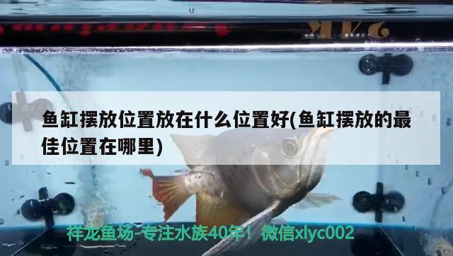 魚缸擺放位置放在什么位置好(魚缸擺放的最佳位置在哪里)