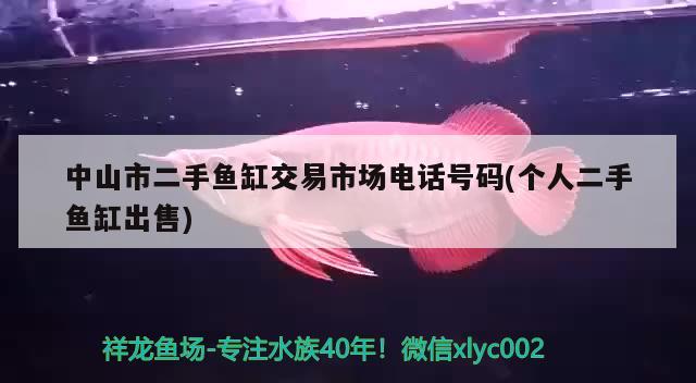 中山市二手魚缸交易市場電話號碼(個人二手魚缸出售) 黃金斑馬魚