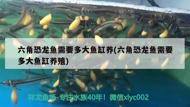 六角恐龍魚需要多大魚缸養(yǎng)(六角恐龍魚需要多大魚缸養(yǎng)殖) 水族品牌