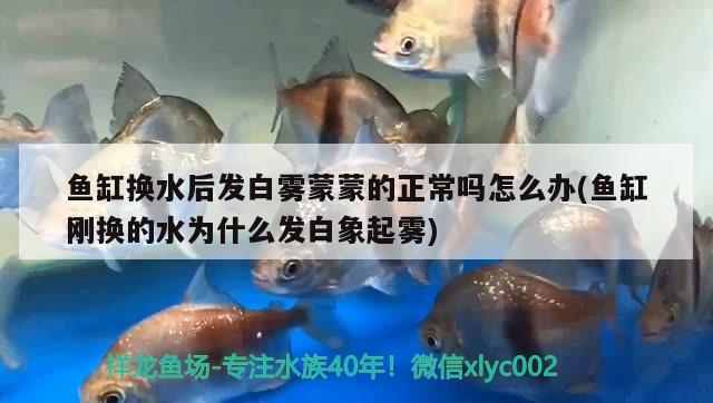 魚缸換水后發(fā)白霧蒙蒙的正常嗎怎么辦(魚缸剛換的水為什么發(fā)白象起霧) 豹紋夫魚苗