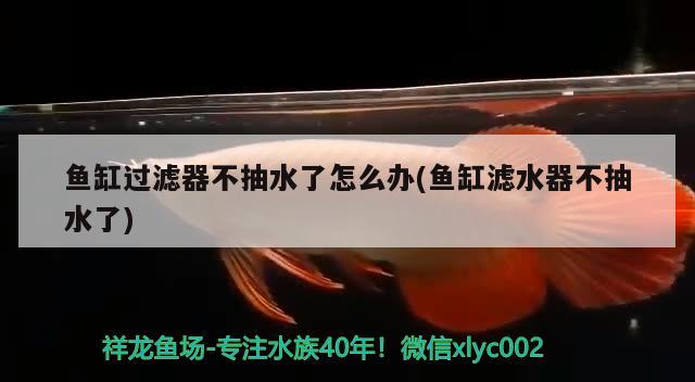 魚(yú)缸過(guò)濾器不抽水了怎么辦(魚(yú)缸濾水器不抽水了)