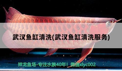 武漢魚缸清洗(武漢魚缸清洗服務(wù))