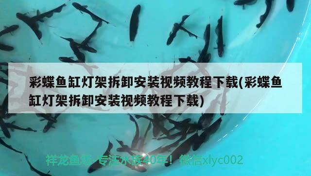 彩蝶魚缸燈架拆卸安裝視頻教程下載(彩蝶魚缸燈架拆卸安裝視頻教程下載) 泰龐海鰱魚