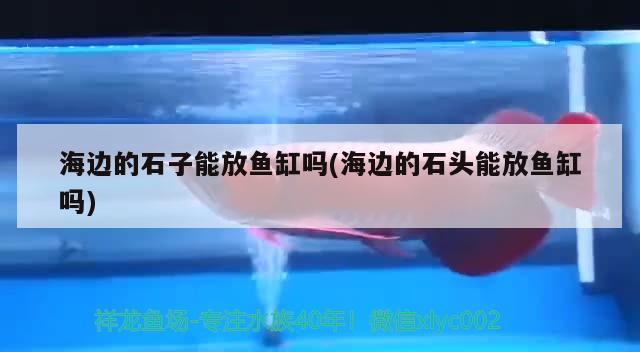 海邊的石子能放魚缸嗎(海邊的石頭能放魚缸嗎) 祥龍龍魚魚糧