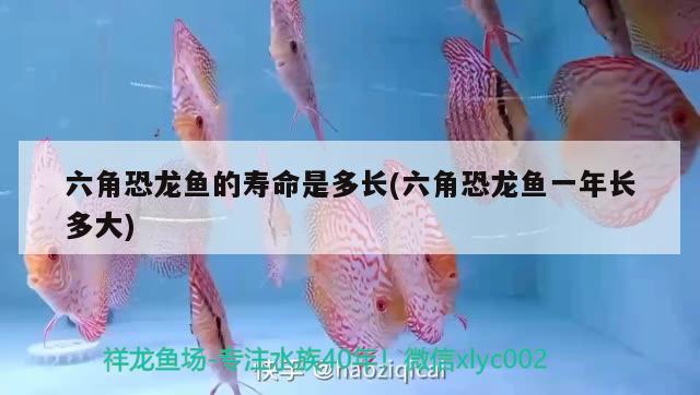 六角恐龍魚的壽命是多長(六角恐龍魚一年長多大) 泰國虎魚