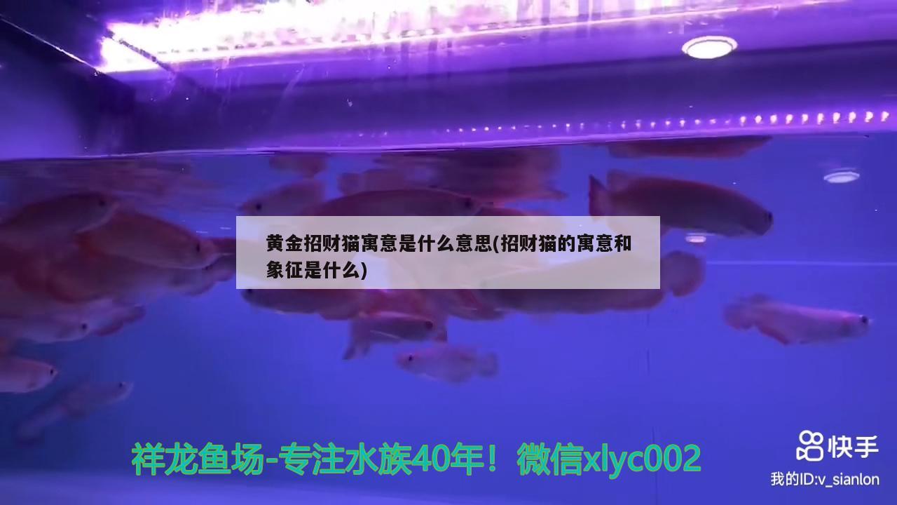 黃金招財貓寓意是什么意思(招財貓的寓意和象征是什么) 黃金招財貓魚