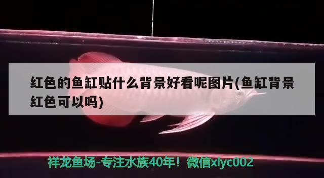 紅色的魚(yú)缸貼什么背景好看呢圖片(魚(yú)缸背景紅色可以嗎) 金三間魚(yú)