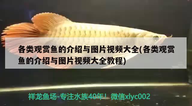 各類觀賞魚的介紹與圖片視頻大全(各類觀賞魚的介紹與圖片視頻大全教程) 恐龍王魚