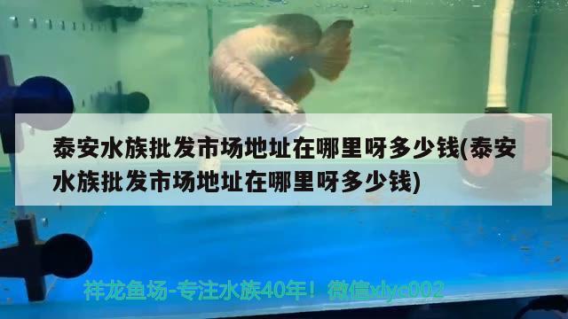 泰安水族批發(fā)市場(chǎng)地址在哪里呀多少錢(泰安水族批發(fā)市場(chǎng)地址在哪里呀多少錢) 觀賞魚水族批發(fā)市場(chǎng)