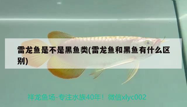 雷龍魚是不是黑魚類(雷龍魚和黑魚有什么區(qū)別) 細(xì)線銀板魚苗