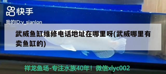 武威魚缸維修電話地址在哪里呀(武威哪里有賣魚缸的) 銀龍魚苗